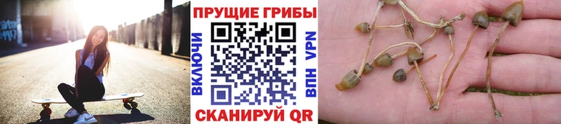 Псилоцибиновые грибы ЛСД  Курлово 
